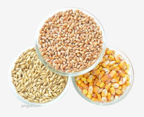 金色丰收 甜蜜玉米的视觉之美
