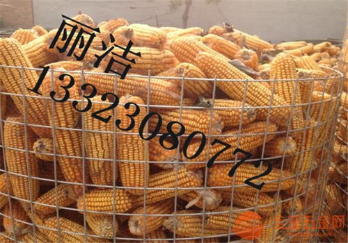 东北圈玉米网 提升粮食存储效率的创新选择