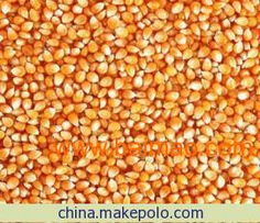 粮食收购市场的动态与机遇 玉米、大豆、高粱的前景分析